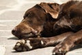 Head of an old brown Labrador Retriever Royalty Free Stock Photo