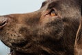 Head of an old brown Labrador Retriever Royalty Free Stock Photo