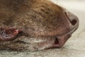 Head of an old brown Labrador Retriever Royalty Free Stock Photo