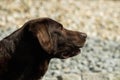 Head of an old brown Labrador Retriever Royalty Free Stock Photo