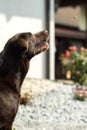 Head of an old brown Labrador Retriever Royalty Free Stock Photo