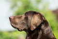 Head of an old brown Labrador Retriever Royalty Free Stock Photo