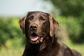 Head of an old brown Labrador Retriever Royalty Free Stock Photo