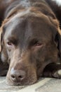 Head of an old brown Labrador Retriever Royalty Free Stock Photo