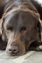 Head of an old brown Labrador Retriever Royalty Free Stock Photo