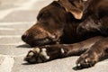 Head of an old brown Labrador Retriever Royalty Free Stock Photo