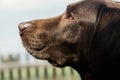 Head of an old brown Labrador Retriever Royalty Free Stock Photo