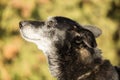 Head of an old dog Royalty Free Stock Photo