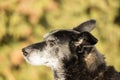 Head of an old dog Royalty Free Stock Photo