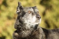 Head of an old dog Royalty Free Stock Photo