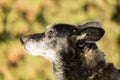 Head of an old dog Royalty Free Stock Photo