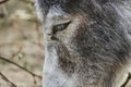 Head of an old donkey, close-up,  Papiliorama Zoo in Switzerland Royalty Free Stock Photo