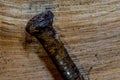 Head of an old rustic nail on a piece of a wood with visible nerves Royalty Free Stock Photo