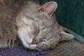 Head big gray sleeping cat on the street near the green wall