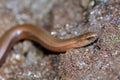 The head one a blindworm  on earth Royalty Free Stock Photo