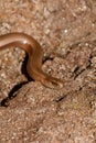 The head one a blindworm  on earth Royalty Free Stock Photo