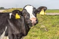 Head of one funny black and white calf with pink nose and large yellow tags under a blue sky