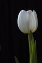 Head of one white tulip Royalty Free Stock Photo