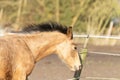 A head of a one year old horse in the pasture. a light brown, yellow foal galloping in the field, with a flapping mane Royalty Free Stock Photo