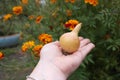 Head of onion, Golden in the palm of your hand.
