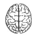 Head Organ Human Brain Top View Vintage Vector