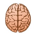 Head Organ Human Brain Top View Vintage Color Vector
