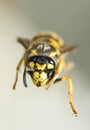 Head of a killer bee Royalty Free Stock Photo