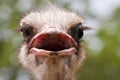 Head ostrich Royalty Free Stock Photo