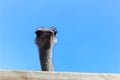The head of an ostrich against a blue sky Royalty Free Stock Photo