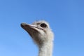 The head of an ostrich against a blue sky Royalty Free Stock Photo