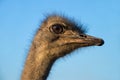 The head of an ostrich