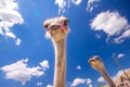 Head of an ostrich Royalty Free Stock Photo