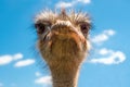 Head of ostrich on clear sky backdrop. Largest bird on blue backdrop. Flightless swift-running African bird with a long Royalty Free Stock Photo