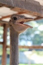 Head of ostrich Royalty Free Stock Photo