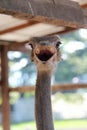 Head of ostrich Royalty Free Stock Photo