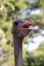 Head of ostrich Royalty Free Stock Photo