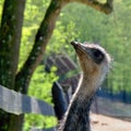 Head of ostrich Royalty Free Stock Photo