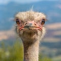 Head of an Ostrich frontal view