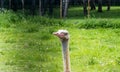 The head of an ostrich with a long neck with closed eyes against the background of green grass