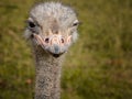 The head of an ostrich looks straight into the camera Royalty Free Stock Photo