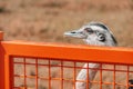 Head of ostrich nandu behind the bars of a cage on a farm or zoo Royalty Free Stock Photo