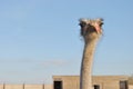 Head of ostrich Royalty Free Stock Photo