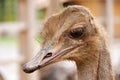 the head of an ostrich reared in a zoo Royalty Free Stock Photo