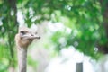 Head ostrich. Royalty Free Stock Photo