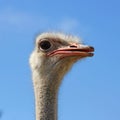 Head ostrich semi profile