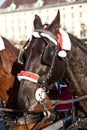 Head ot a fiaker horse with blinders in vienna