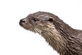 Head of Otter on white background Royalty Free Stock Photo