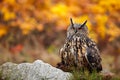 Head of owl. Detail face portrait of bird, big orange eyes and bill, Eagle Owl, Bubo bubo, rare wild animal in the nature habitat,