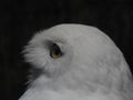 The head of an Owl Stock Royalty Free Stock Photo