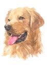 Golden Retriever Dogs water colour 015